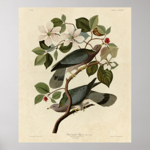 Band-staartduif - Audubon's vogels in Amerika Poster