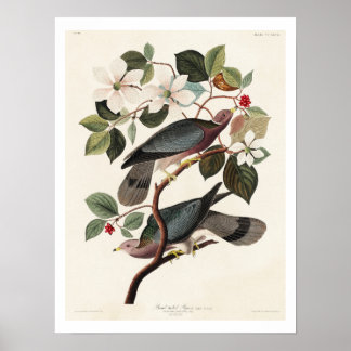Band-staartduif van Audubon Poster