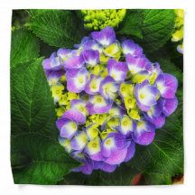 Les fleurs d'hydrangée