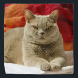 Bandana Lilac<br><div class="desc">Chat lilac à air court avec les yeux jaunes sur le sol dans la chambre</div>