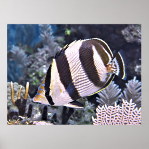 Bandbravis Poster