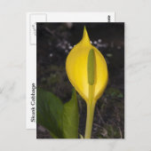 Bande de choux de la peau - Carte postale (Devant / Derrière)