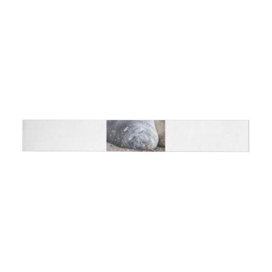 Bande Pour Adresse De Retour Phoque d'éléphant dormant (Individuel)