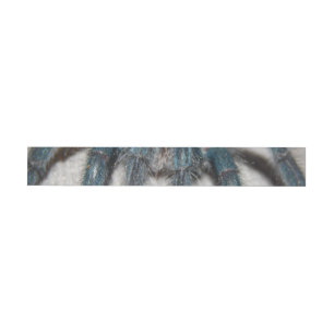 Bande Pour Adresse tarantule bleue