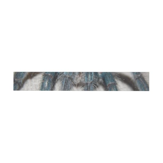 Bande Pour Adresse tarantule bleue (Individual)