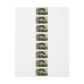 Bande Pour Adresse Tortue géante (Feuille)