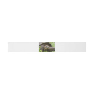 Bandeau De Faire-part Giant turtle
