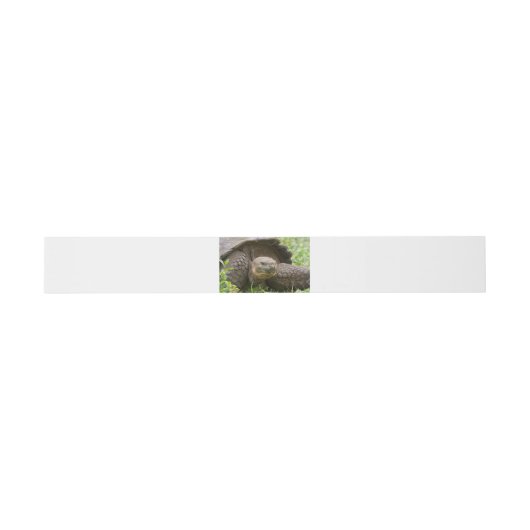 Bandeau De Faire-part Tortue géante (Plat)