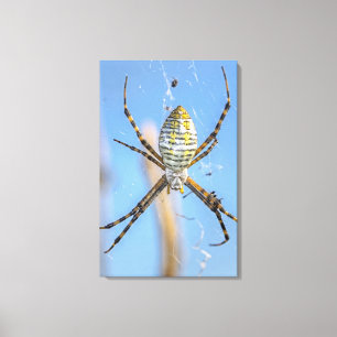 Banded Argiope Orb Weaver - Argiope trifasciata Canvas Afdruk