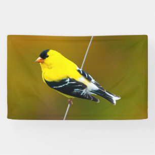 Banderoles American Goldfinch - Photo originale