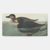 Banderoles Audubon American Scoter Duck Classic (Horizontal)