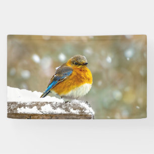 Banderoles Bleuet de l'Est en neige - Photo originale