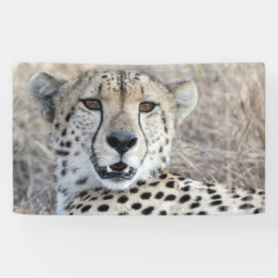 Banderoles Cheetah Portrait