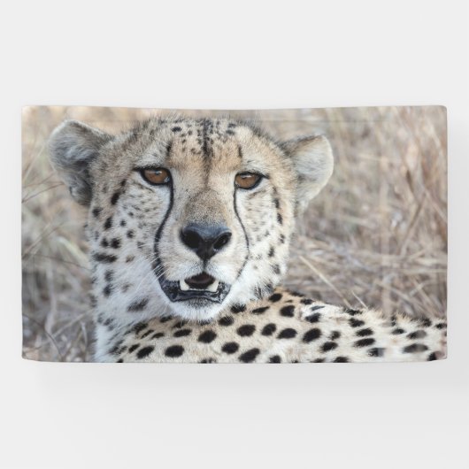 Banderoles Cheetah Portrait (Horizontal)