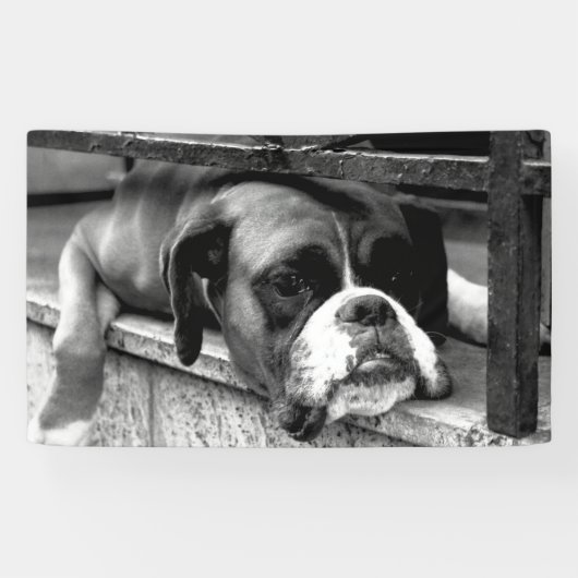 Banderoles Chien de boxe sur Windows rebord (Horizontal)