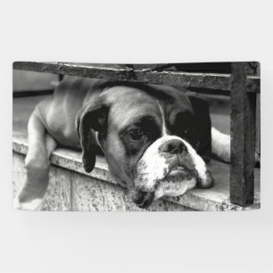Banderoles Chien de la boîte sur la bnrcn de Windows