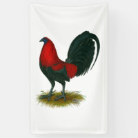 Coq de combat américain : Brun Rouge