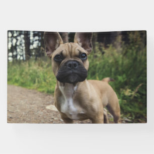 Banderoles Coussin de lancer pour bouledogue français
