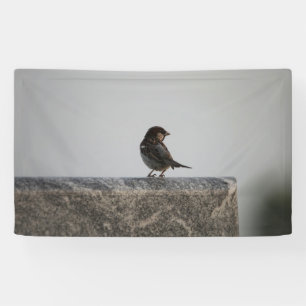 Banderoles de 91 cm x 152 cm