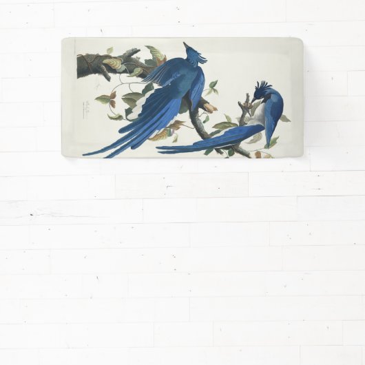 Banderoles Jay noir à pâte molle à tarte noire Audubon Columb (Insitu)