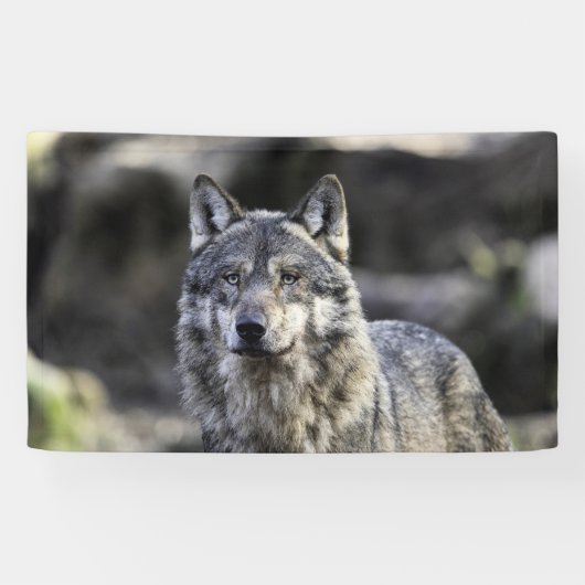 Banderoles Loup gris (Horizontal)