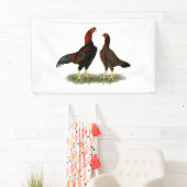 Banderoles Poulets rouges noirs Aseel (En situation)