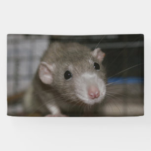 Banderoles Rats curieux