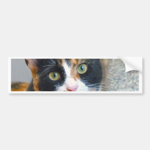 Bandit Bumpersticker