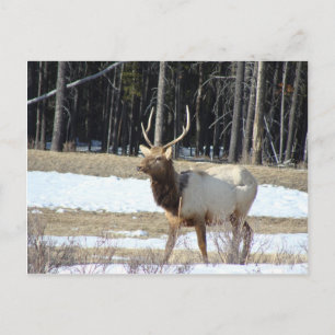 Banff Elk Briefkaart