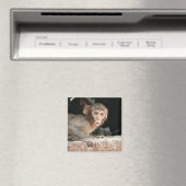 Bang aapje met grote ogen magneet (Insitu (Vaatwasser))