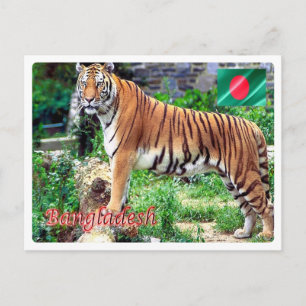 Bangladesh - De Royal Bengal Tigeri - Briefkaart