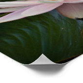 Bangladesh Water Lily Poster (Hoek)