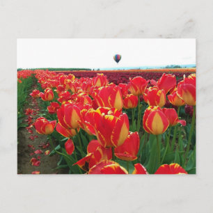 Banja Luka Tulpen op een veld met Heet Lucht Ballo Briefkaart