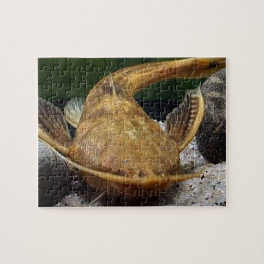 Banjo Catfish puzzel (Horizontaal)