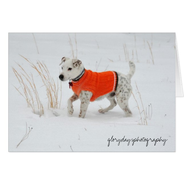 Banjo, jour de neige (Devant horizontal)