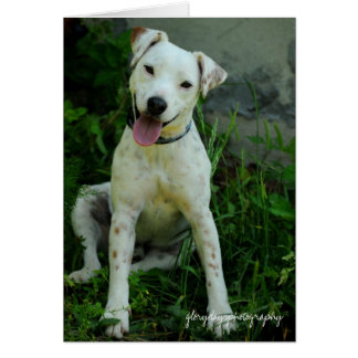 Banjo, mei 2009