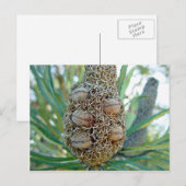 Banksia cone met zaadpotigen briefkaart (Voorkant / Achterkant)