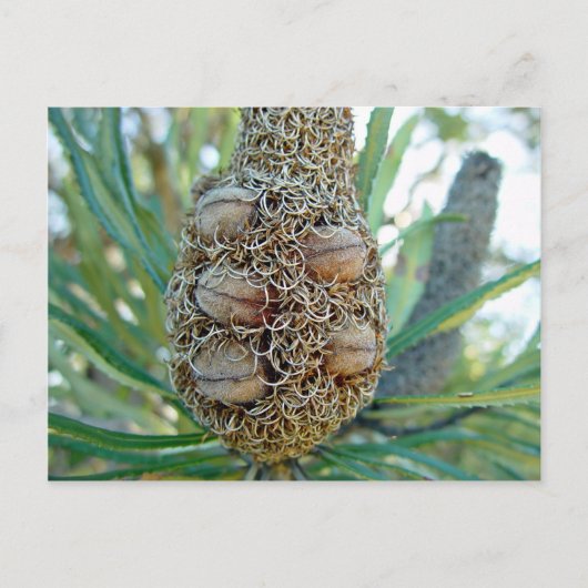 Banksia cone met zaadpotigen briefkaart (Voorkant)
