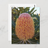 Banksia flower briefkaart (Voorkant / Achterkant)