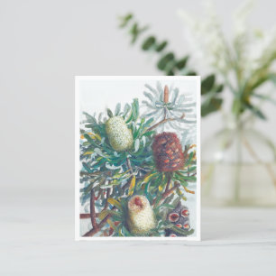 Banksia Flowers   Ellis Rowan 1782 Briefkaart