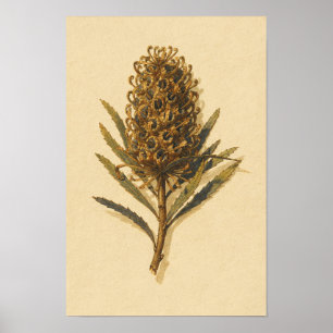 Banksia Kegel Botanische Studie – 12 x 18 Poster