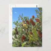 Banksias Briefkaart (Voorkant / Achterkant)