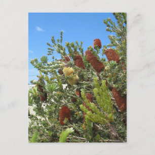 Banksias Briefkaart