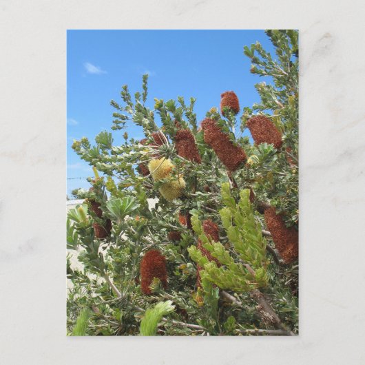 Banksias Briefkaart (Voorkant)