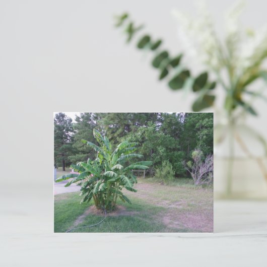 Bannana Trees Briefkaart (Staand voorkant)