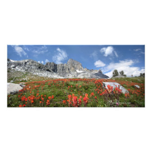 Banner Peak Wildbloemen - Ansel Adams Wilderness Foto Afdruk