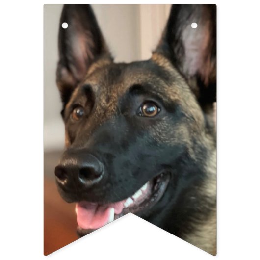 Bannière À Fanions Chien malinois (Deuxième drapeau)