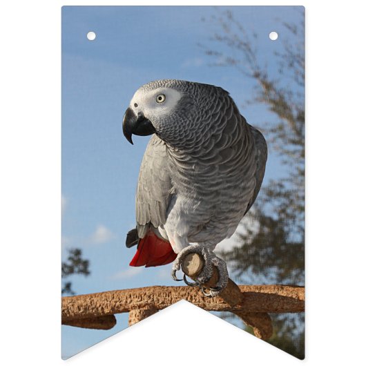 Bannière À Fanions Superbe perroquet gris africain (Deuxième drapeau)