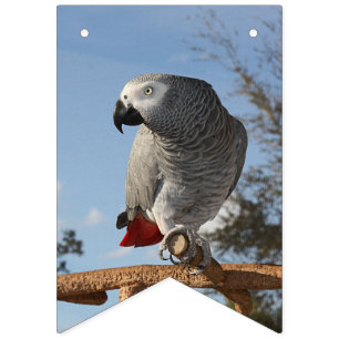 Bannière À Fanions Superbe perroquet gris africain