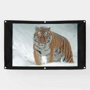 Bannière du TIGER EN COLÈRE